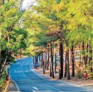 کاشت ۲۵ هزار اصله درخت در بوستان جنگلی چیتگر