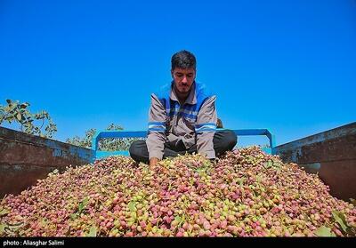 صادرات پسته ایران ۸۰ درصد رشد کرد