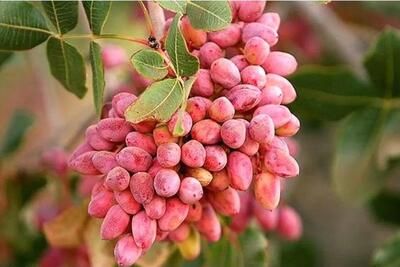 فائو: صادرات پسته ایران 80 درصد رشد کرد