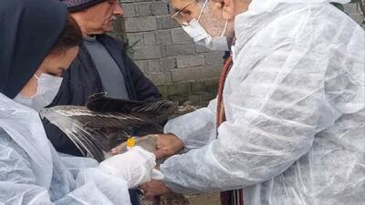  گام پیشگیرانه دامپزشکی برای جلوگیری از بر‌وز بیماری آنفلوانزای فوق‌ حاد پرندگان