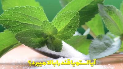  آیا استویا قند را بالا میبرد؟ مقدار مجاز مصرف استویا در روز چقدر است؟