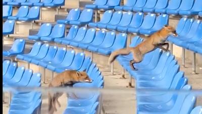 پرسه روباه‌ها روی سکوهای ورزشگاه