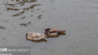  باغ پرندگان