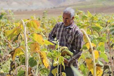 بهره‌برداری از ۴۶ طرح کشاورزی در فارس: گامی بزرگ برای توسعه بخش کشاورزی / ۴۶ طرح کشاورزی جدید در فارس افتتاح شد: رونق صنعت کشاورزی در استان