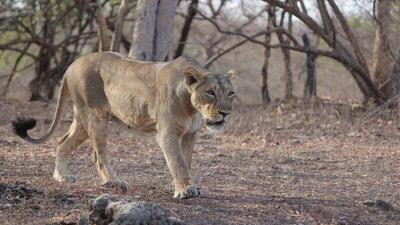 لحظه ملاقات شیر مادر و توله‌ها پس از طوفان و سیل