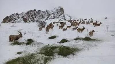  جلوه‌ای کم‌نظیر از حیات وحش در منطقه حفاظت شده البرز