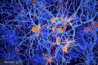 کشف مرحله پنهان آلزایمر؛ دانشمندان راه توقف بیماری را پیش از تخریب مغز یافتند