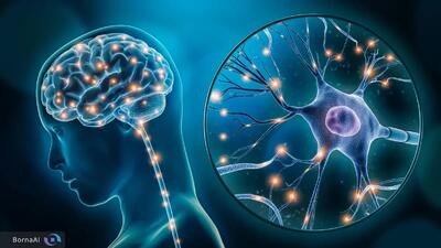 ساخت مغز مینیاتوری در آزمایشگاه؛ معمای سیم‌کشی مغز حل شد!