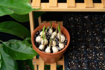  آموزش کامل پرورش سیر در گلدان در خانه