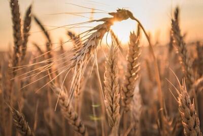  قیمت‌ خریدی که به گندمکاران هیچ تضمینی نمی‌دهد