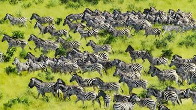  آیا می‌توانید در تست بینایی موجود در عرض 6 ثانیه ببر پنهان شده را در میان گورخرهای در حال دویدن تشخیص دهید؟