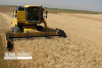  76 درصد برنامه کشت محصولات دیم در استان قزوین به اجرا رسید