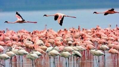 کوچ فلامینگوها به سواحل مکران، جان دوباره برای توسعه گردشگری