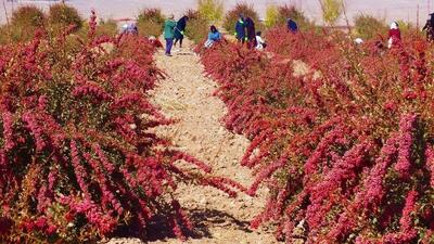 پایتخت زرشک ایران، در راه جهانی شدن