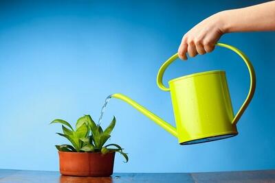 ۵ گیاهی که باغبان‌های حرفه‌ای در ماه بهمن‌ می‌خرند