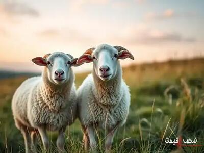  چه پیش بینی تکان دهنده ای برای قیمت دام زنده در سال ۱۴۰۴ شده است | پیش بینی قیمت دام زنده در سال ۱۴۰۴ امروز یکشنبه ۱۲ بهمن ۱۴۰۴ + جدول قیمت