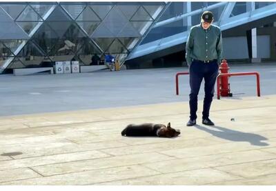  جاذبه‌ای متفاوت در موزه مصر؛ وقتی سگ‌های ولگرد خبرساز شدند