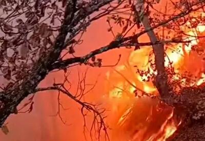 هشدار آتش‌سوزی در جنگل‌های هیرکانی با افزایش دما