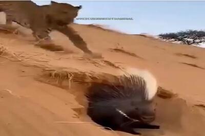  مستند حیات وحش؛ پلنگ احمقانه کله اش رو فرو کرد تو آخور جوجه تیغی سزاشو دید