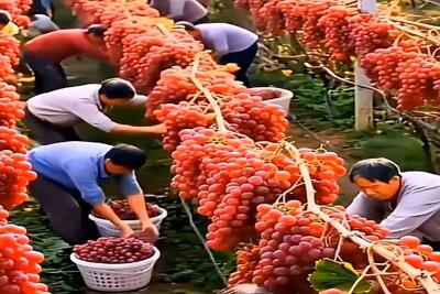  کشاورزی نوین؛ انگور پرورش دادن سنگین و آب دار موقع چیدن کمرشون خم میشه
