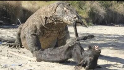 مستند حیات وحش / بزی که رفت به چرا رو کومودو ضحاک گرفت کرد تو شکمش