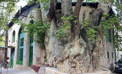 چنارهای منطقه ۲ تهران جانی دوباره می‌گیرند