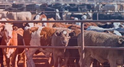  قیمت دام زنده امروز 12 بهمن 1404