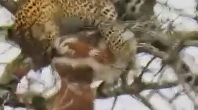  لحظات شکار عقاب توسط پلنگ