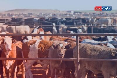 قیمت دام زنده امروز 12 بهمن 1404 + جدول