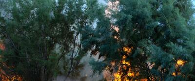  ۱۵ هکتار از عرصه‌های جنگلی گیلان طعمه حریق شد