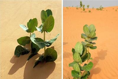  چین در صحرای گُبی «لاستیک نظامی» پرورش می‌دهد!