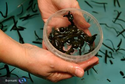  ساماندهی زالوی طبی در مسیر استانداردسازی و صنعتی‌سازی