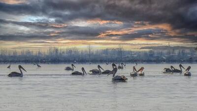  نمایش یکی از مناطق بکر و کم نظیر استان گیلان در پناهگاه حیات‌وحش سلکه + فیلم