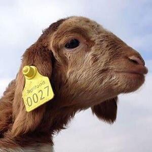  مدیر امور دام جهاد کشاورزی اردبیل: هویت‌گذاری تمام دام‌های استان با پلاک گوش ۱۵ رقمی الزامی است