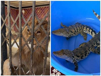 شیر، عقاب طلایی و تمساح در شهریار کشف شد