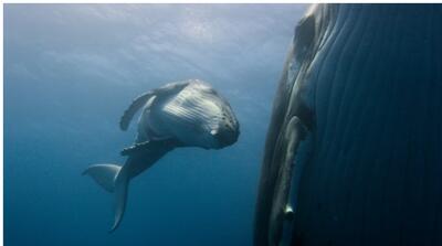 پخش فیلم و مستند از قاب سیما