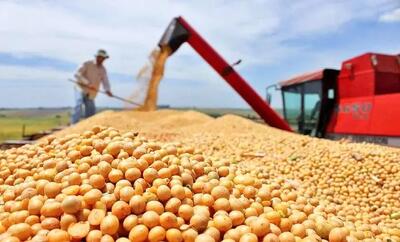 وفور نهاده‌های دامی در بازار/ مرغداران توان خرد ندارند