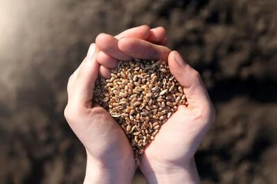 ابلاغیه جدید دولت درباره امنیت غذایی کشور