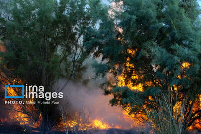 مدیرکل منابع طبیعی گیلان: ۱۵ هکتار از عرصه‌های جنگلی گیلان طعمه حریق شد