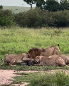  شیرهای گرسنه یک گراز را از هم دریدند