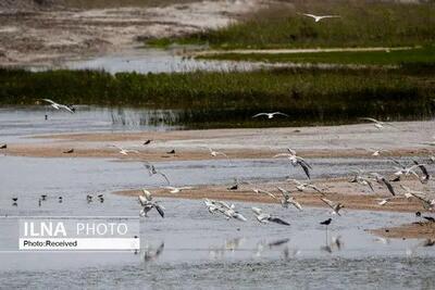  سرشماری زمستانه پرندگان مهاجر در خوزستان پایان یافت؛ تالاب‌ها هنوز تشنه احیأ