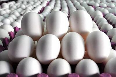 سقوط قیمت تخم‌مرغ؛ نرخ درب مرغداری ۱۲۵ هزار تومان شد