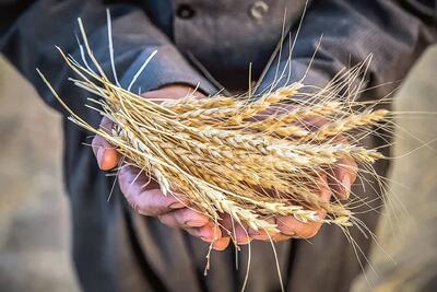 افزایش ۲ تا ۵ هزارتومانی قیمت گندم بر اساس کیفیت