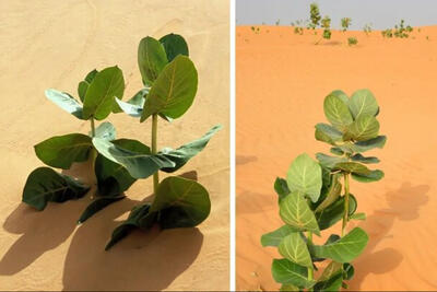 چین در صحرا لاستیک می‌کارد!