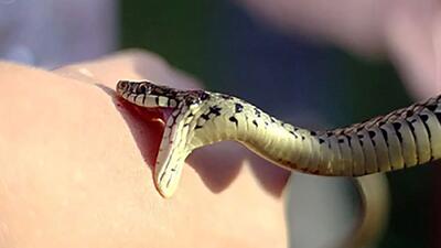 مارها هر سال ده ها هزار نفر از مردم یک کشور آسیایی را می کشند!