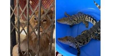 کشف و ضبط شیر نر، عقاب طلایی و تمساح زنده در شهریار