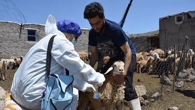  آغاز فاز دوم واکسیناسیون تب برفکی دام‌ها در اردبیل