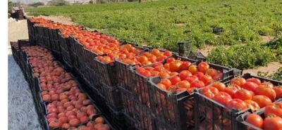  برداشت روزانه ۵۸۰۰ تن گوجه‌فرنگی در بوشهر