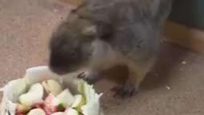  سریوژا و ناتاشا، موش‌ خرماهای تولا، بهار زودرس را پیش بینی کردند