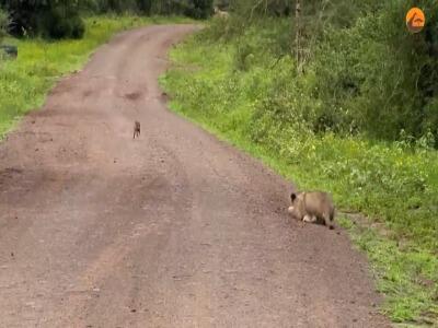لحظه فرار بچه گراز باهوش از چنگال شیر
